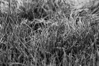  Sabah çiğ damlaları olan çimenler, siyah ve beyaz