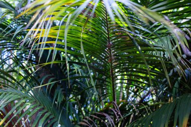 Tropik yeşil palmiye yaprakları arka planda. Seçici odaklanma. Doğa.