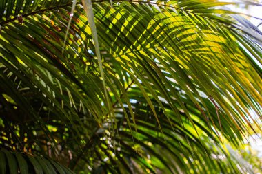 Bahçede palmiye yaprakları. Yeşil palmiye yapraklarını kapat.