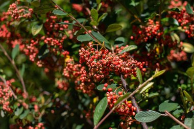 Sonbahar bahçesindeki bir dalda kırmızı kızılcıklar.. 