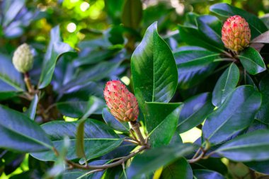 Close up of green leaves and buds of a magnolia tree. clipart