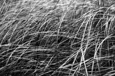 Yeşil çimen arka planı. Çimen dokusuna yakın çekim. Siyah ve beyaz.