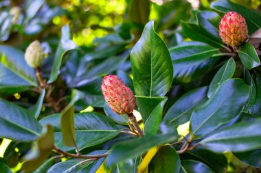 Magnolia ihtişamlı çiçek tomurcuğu Bahçedeki bir ağaçta