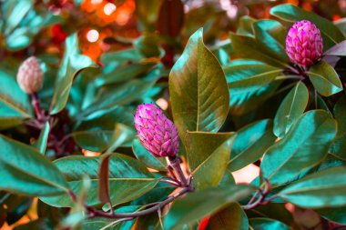 Magnolia 'nın mor çiçekleri ağaçta.