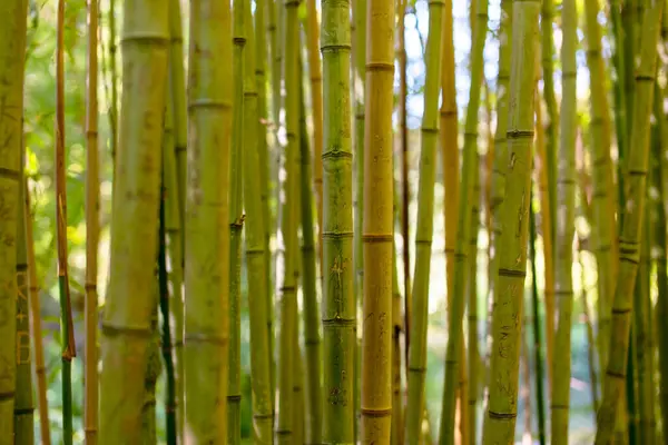 Parktaki bambu ormanı, bambu ağaçlarına yakın..