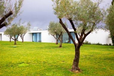 Modern bir villanın önündeki çimenlikte zeytin ağaçları