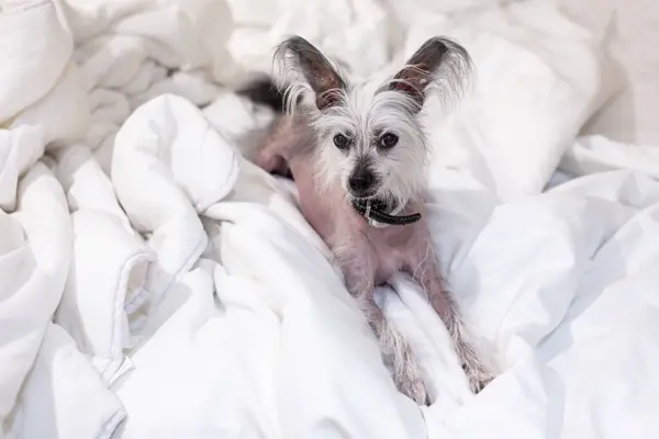 Çin armalı köpek yatakta dinleniyor, evdeki yatakta sevimli küçük bir köpek. Seçici odak.