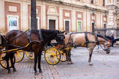 Sevilla, Endülüs, İspanya 'da at arabası