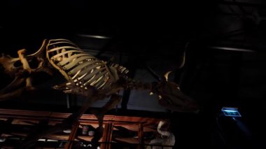 Coimbra Üniversitesi bilim laboratuvarları, UNESCO dünya mirası sahasında korunmuş örnekler