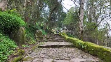 Fas Kalesi, Sintra, Portekiz ve Dünya Mirası 'ndan sisli ve büyüleyici bir orman.