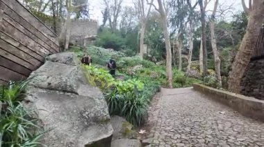 Portekiz 'deki Fas Şatosu' nun büyülü ormanında yoğun sis var.