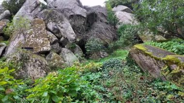 Portekiz 'deki Fas Kalesi yakınlarındaki büyülü ormanda alacakaranlık sisi.