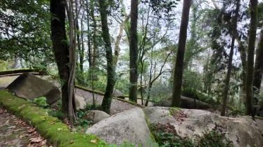 Sis dolu bir ormanda dolaşmak, ürkütücü bir macera videosu, gerçek suç soruşturması.