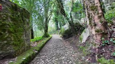 Karanlık, sisli bir ormanlık alanda yolculuk, seyahat ilhamı, suç öyküsü görselleri