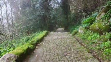 Gölgeli bir ormanda dolaşmak, şüpheli bir seyahat videosu, suç belgeseli