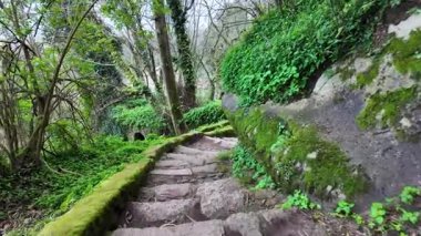 Karanlık ve sisli bir ormanda gezinmek, ürkütücü seyahat görüntüleri, gerçek suç podcast videosu