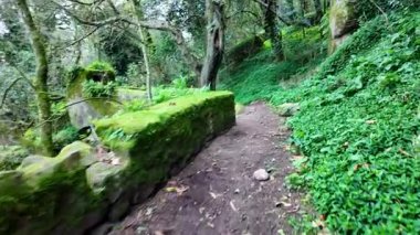 Gölgeli bir ormanda yürümek, atmosferik video, gizemli seyahat fikirleri.