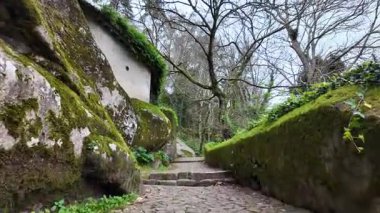 Sis dolu bir ormanda gezinti, macera videosu, gerilim podcast konsepti