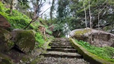 Sisli bir ormanda yürümek, seyahat fikirleri, gerçek suç içeriği.