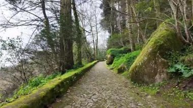 Sisli, karanlık bir ormanı, atmosferik bir videoyu, gizemli bir podcast içeriğini araştır