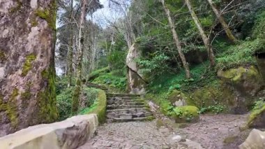 Sis dolu bir ormanda dolaşmak, şüpheli seyahat videoları, suç mahalli görüntüleri.