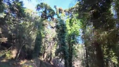 Yoğun yeşil bir ormanda dar bir yol boyunca ilerlerken uzun ağaçlar ve yoğun bitki örtüsü ile bir arabadan filme alınır.