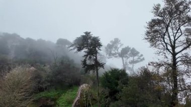 Ürkütücü sisli manzara, şüpheli sahne, gerçek suç öyküsü anlatımı