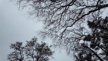 Sisli kasvetli karanlık orman, açık hava macerası, suç belgeseli görüntüsü