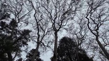 Ürkütücü sisli ormanlık, korku estetiği, gizem ve suç görselleri