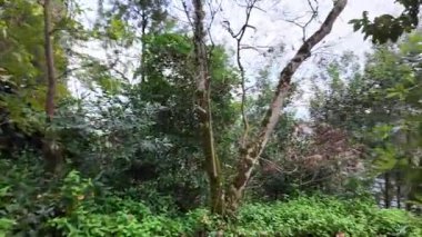 Biester Sarayı 'nda muhteşem bahçe alanı Sintra Portekiz tatil rüyası