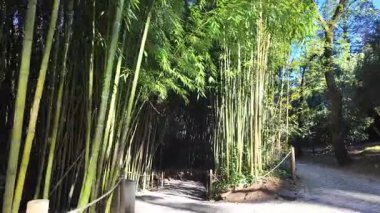 Coimbra Üniversitesi Botanik Bahçesi 'nde yeşil bambu orman yolu UNESCO koruma alanı, Coimbra, Portekiz, gezi videosu