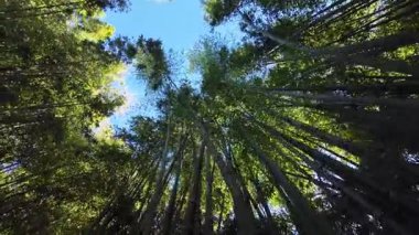 Coimbra Üniversitesi botanik bahçesindeki bambu koruluğunu, UNESCO dünya mirasını, Coimbra 'yı, Portekiz' i, tatil videosunu araştırıyoruz.