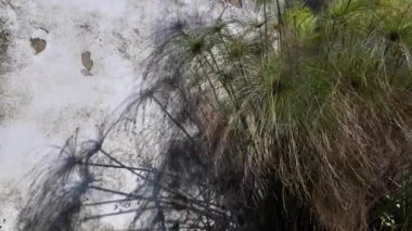 Rüzgâr, çimento arka planında çiçek açan yabani otların arasından eser. Yakın çekim görünümü.