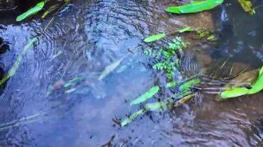 Görünür kayalar ve doğal ışık altında yumuşak hareketlerle sığ bölgede akan nehir suyunun üst görüntüsü