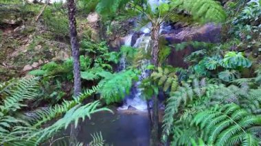 Sis ve yosunlu kayalar yumuşak doğal ışık altında yeşil yağmur ormanlarında şelale.