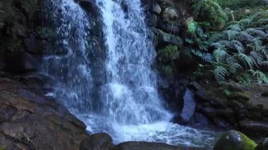 Güçlü deresi ve parlak yeşil manzaralı görkemli orman şelalesi