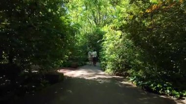 Pov yaz parkında yürür doğa yolu yeşil ağaçlarla aydınlık güneş çimenleri açık havada dinlenir