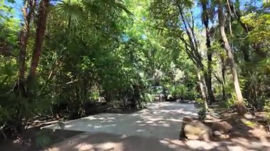 Yeşil çimen ağaçlarıyla sakin bir yaz parkı yolunda yürüyen pov doğa gezisi anı