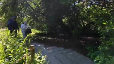 Rahatlatıcı yaz parkı yürüyüşü yol yeşil çimen ağaçları doğa sakin bir ortam.