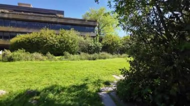 Güneş ışığı alan orman yolu yeşil ağaçlarla yürür. Çimenlerle yürür. Yaz günü açık hava manzarası.