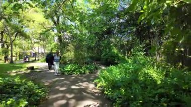 Yazın yemyeşil bir parkta yürüyüş. Güneşli bir gün. Pov seyahat ve doğa sahnesi.
