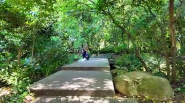 Yaz günü yeşil ağaçlarla parkta yürümek güneş ışığı çimen yolu doğa manzarası