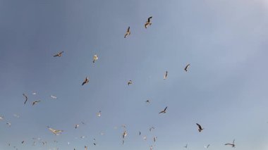 Mavi gökyüzüne karşı daireler çizerek uçan martı sürüsü - arka plan videosu