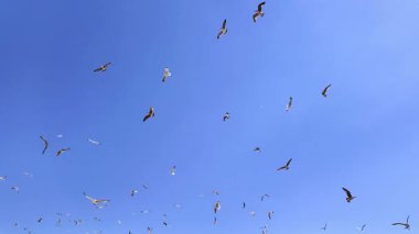 Mavi gökyüzüne karşı daireler çizerek uçan martı sürüsü 