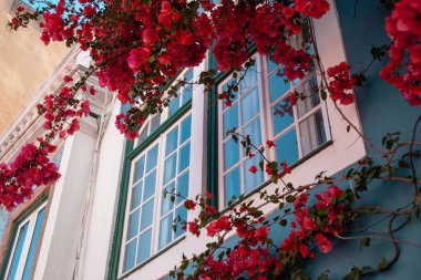 Bougainvillea Blossoms Bir Mavi Ön Pencere Çerçeveleme