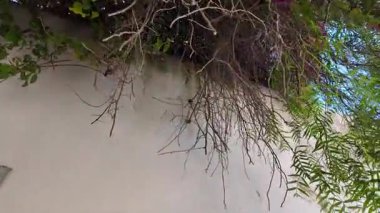 Lizbon ara sokaklarında renkli evler ve geleneksel caddelerle yürümek