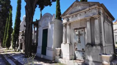 Antik mezarlıkta doğa tarafından ele geçirilmek.