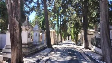 Antik mezarlar ve sarmaşıklarla dolu Gotik mezarlık sahnesi