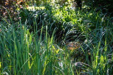 Nehrin arka planında yeşil çimenler var, parkta..