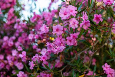 Bahçede açan pembe zakkum çiçekleri. Seçici odak.